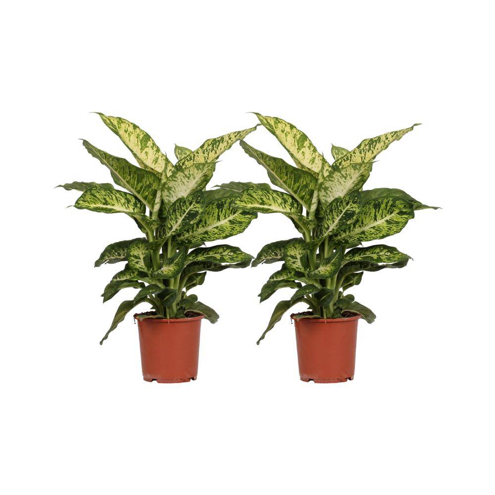 Dieffenbachia Mars - H50cm