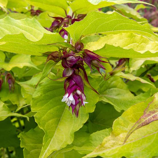 Leycesteria formosa Little Lanterns - Arbre aux faisans Pot de 3L/4L - Image 1