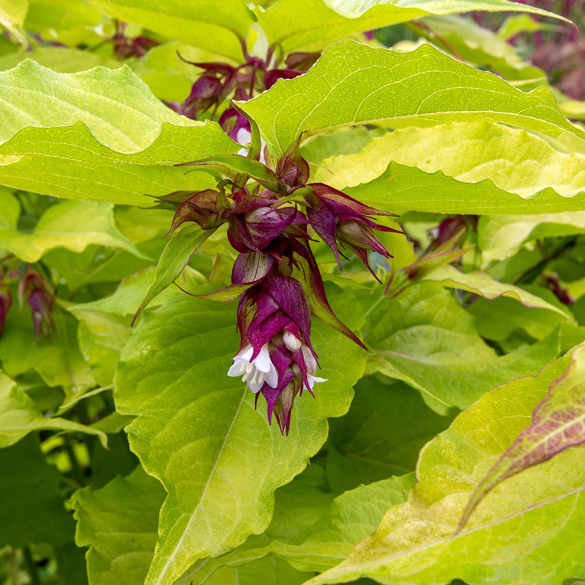 Leycesteria formosa Little Lanterns - Arbre aux faisans Pot de 3L/4L - Image 1