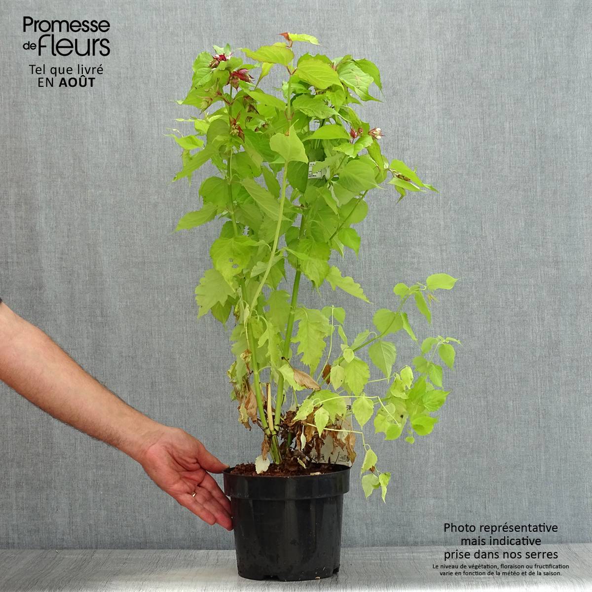 Leycesteria formosa Little Lanterns - Arbre aux faisans Pot de 3L/4L - Image 2