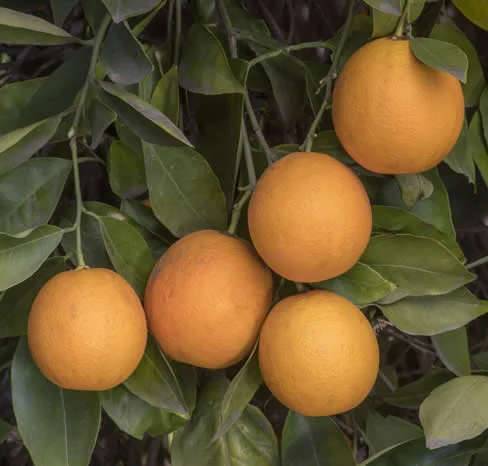 0 - Citrus sinensis var. Salustiana (oranger excellent jus) Pot de 9 litres -140/160 cm