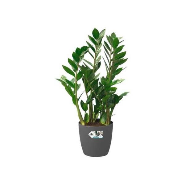 Elho - Elho Brussels Pot De Fleurs Rond Roues 47 - Noir - ø 47 X H 44 Cm - Intérieur - 100% Recyclé - Image 3