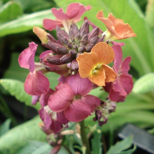 Promesse de Fleurs - Giroflée - Erysimum Constant Cheer Godet de 8/9 cm