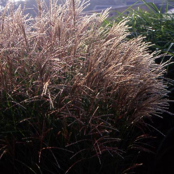 Miscanthus sinensis Kleine Fontäne (Petite Fontaine) Pot de 1L/1,5L