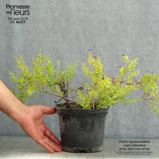 Lespedeza bicolor Yakushima - Trèfle en arbre Pot de 3L/4L - Image 2