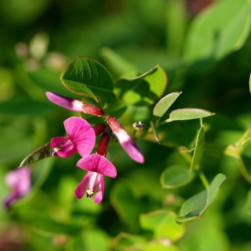 Lespedeza bicolor Yakushima - Trèfle en arbre  Pot de 3L/4L