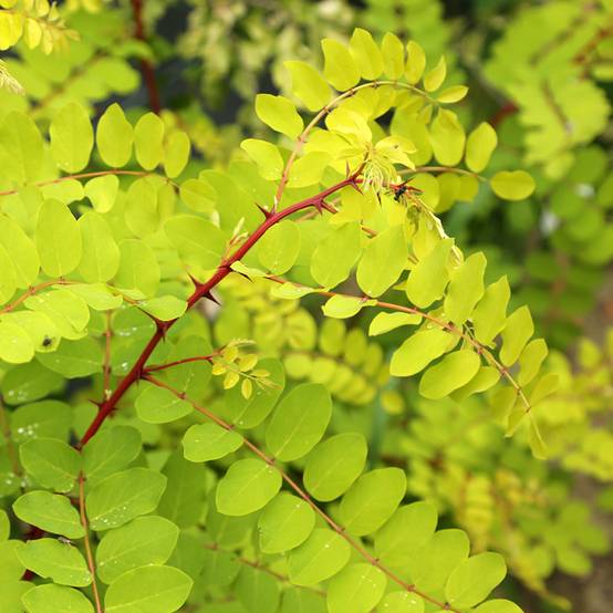 Robinia pseudoacacia Altdorf - Robinier faux acacia doré Pot de 4L/5L