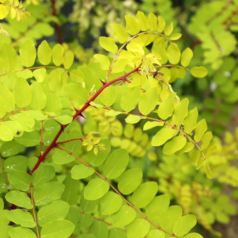 Robinia pseudoacacia Altdorf - Robinier faux acacia doré Pot de 4L/5L