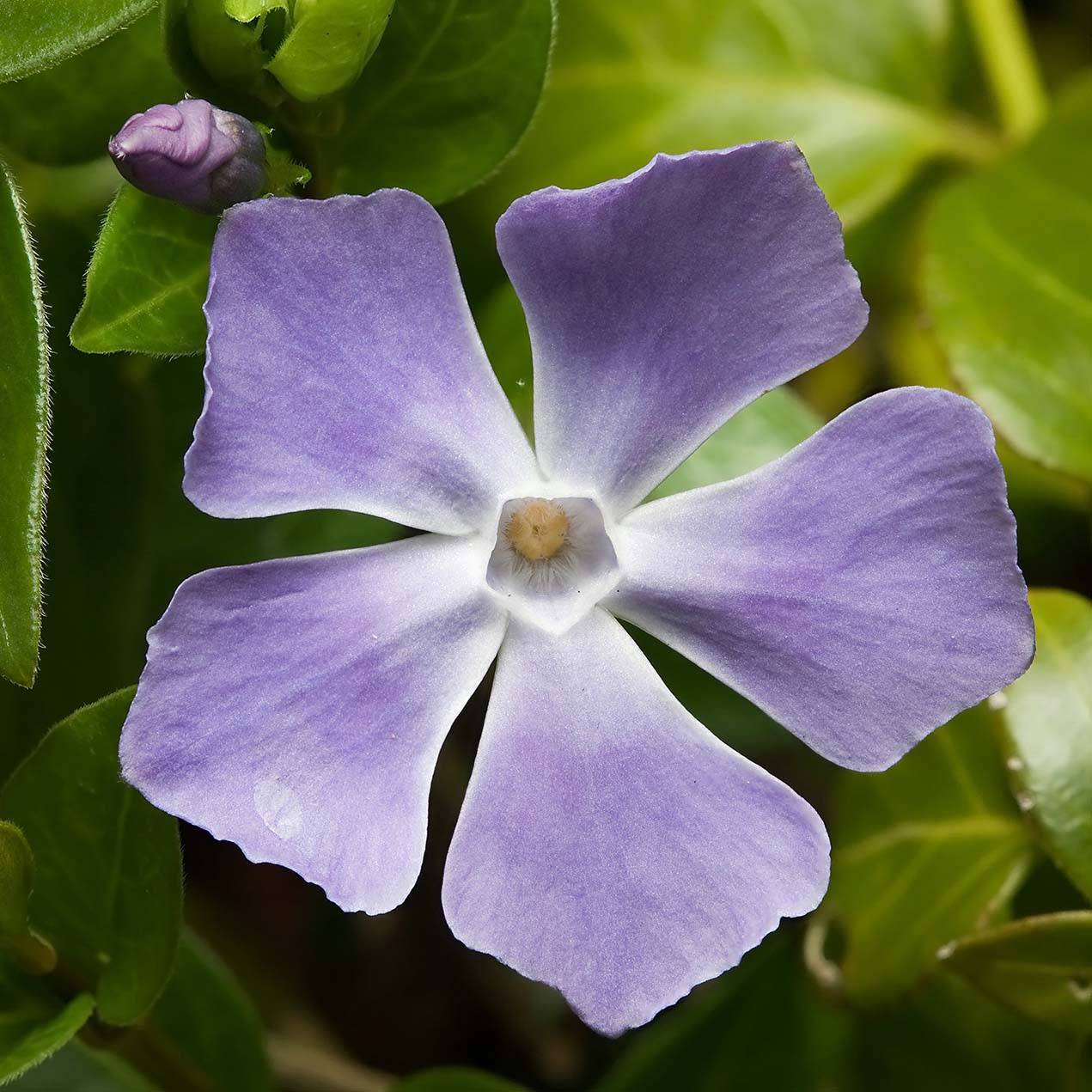 Vinca major - Grande Pervenche Godet de 7/8 cm