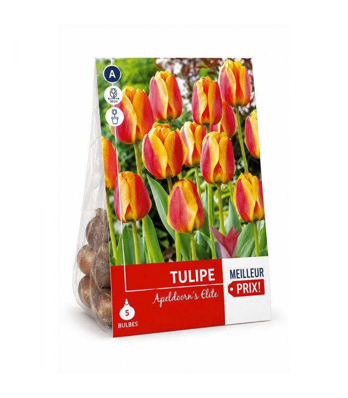 Tulipe Darwin Apeldoorn Elite Sgaravatti 5 bulbes rouges bordés de jaune, grande floraison bicolore idéale en massif - 618067 - Image 2