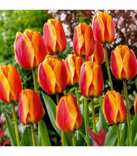 Tulipe Darwin Apeldoorn Elite Sgaravatti 5 bulbes rouges bordés de jaune, grande floraison bicolore idéale en massif - 618067 - Image 1