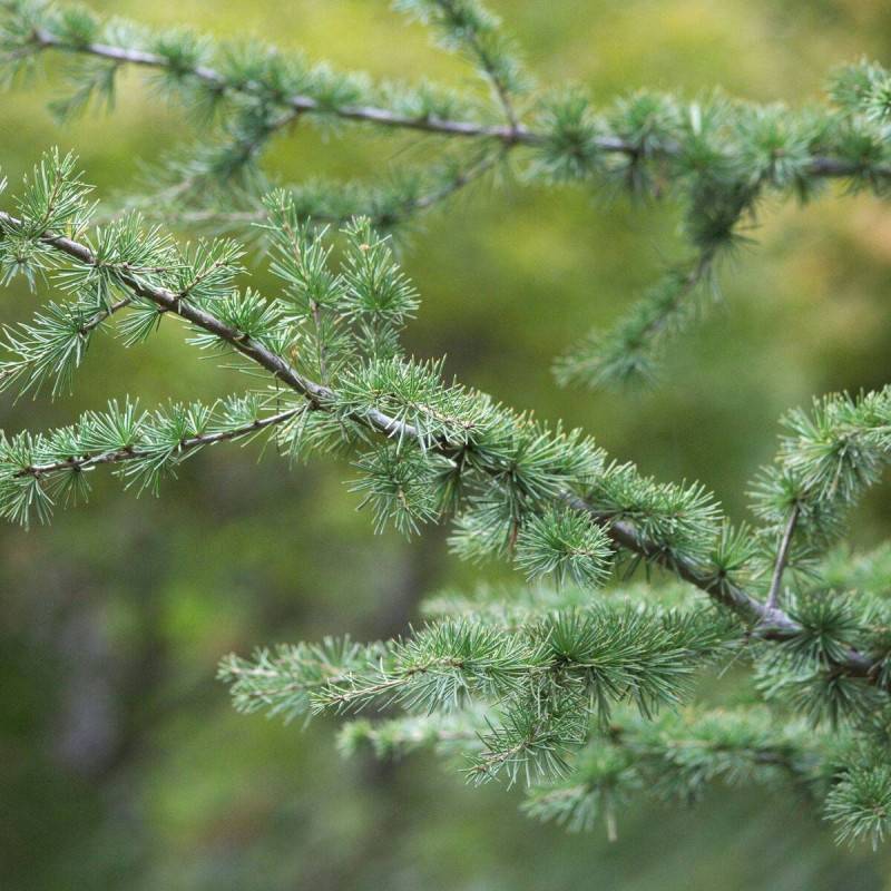 Cèdre Du Liban Cedrus Libani - Plant En Godet 6-10cm, Conifère Grand Port