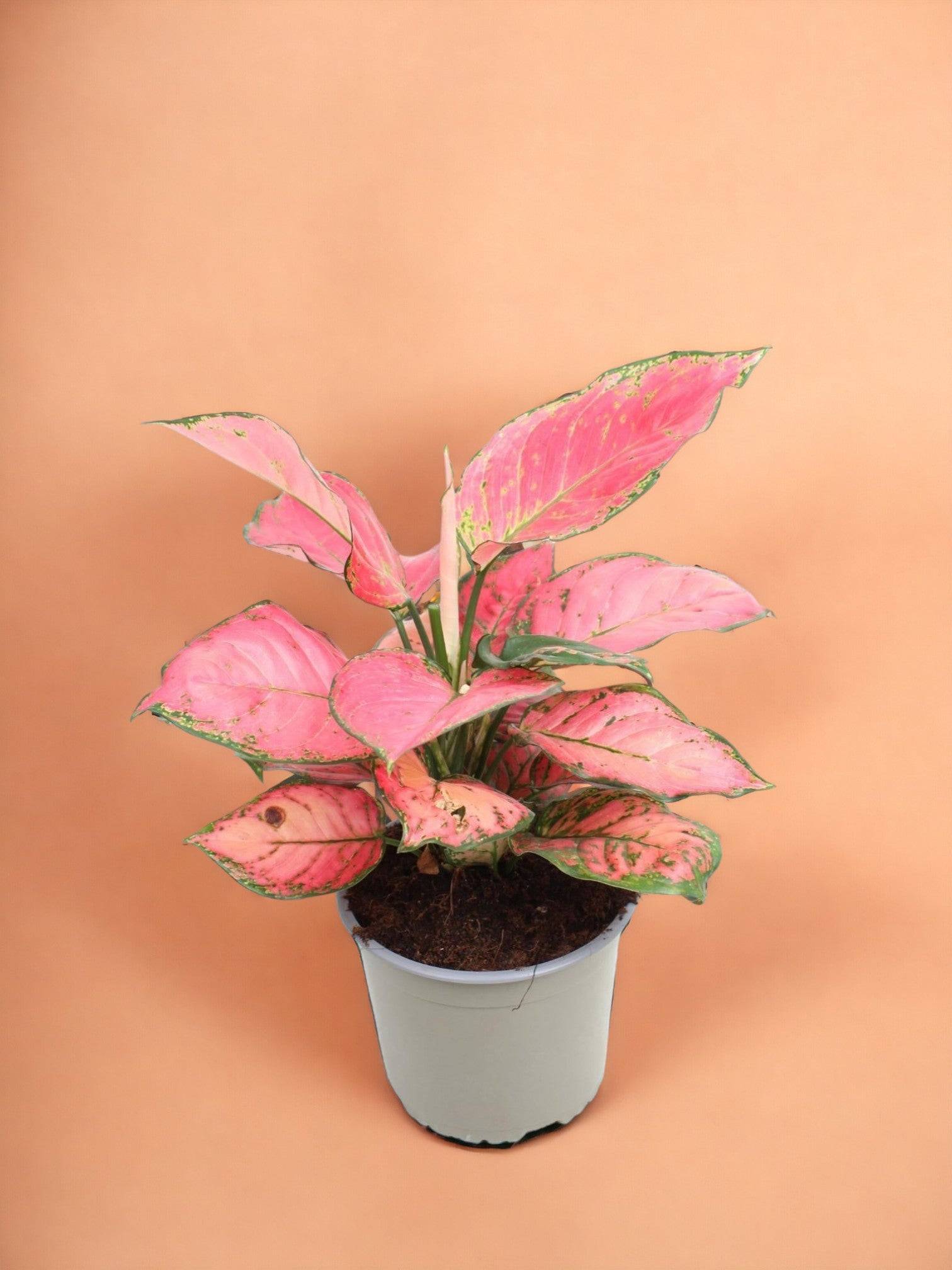 Aglaonema Sun Star- La Green Touch - Image 1