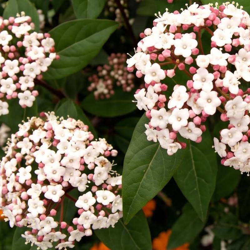 10 Laurier Tin (Viburnum Tinus) - Haie de Laurier Tin - - Pépinières Naudet - Image 2