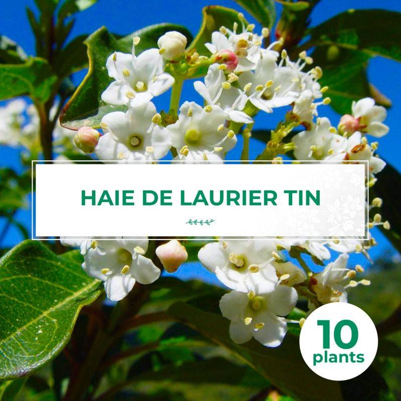 10 Laurier Tin (Viburnum Tinus) - Haie de Laurier Tin -  - Pépinières Naudet - Image 1