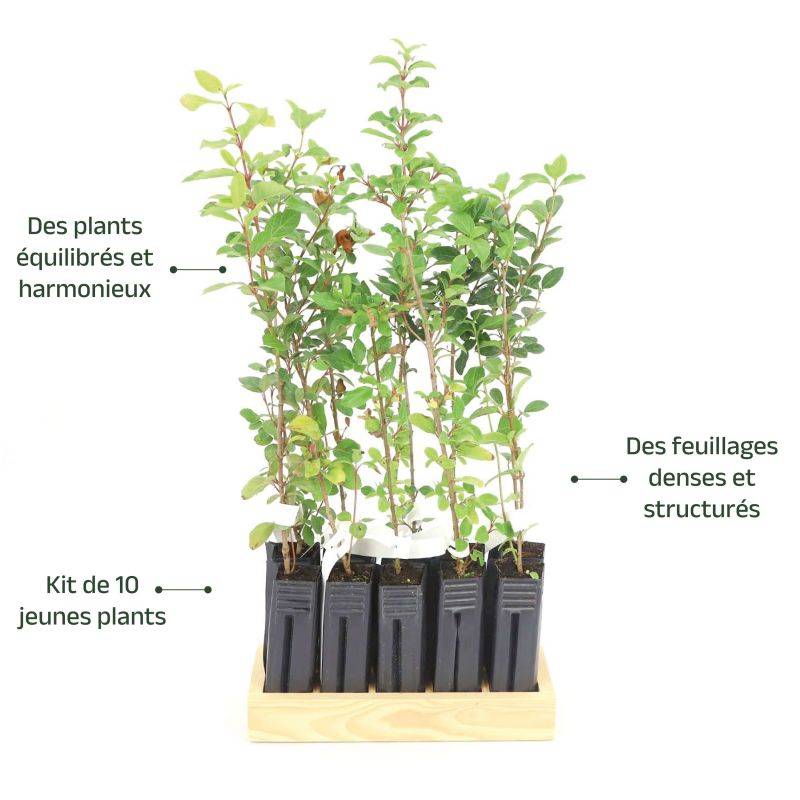 10 Laurier Tin (Viburnum Tinus) - Haie de Laurier Tin -  - Pépinières Naudet - Image 4
