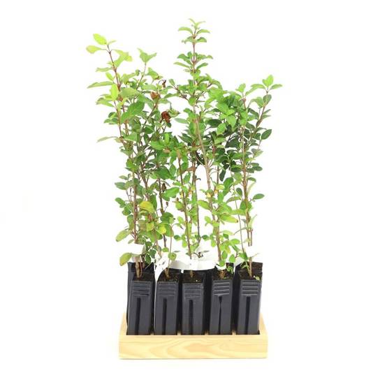 10 Laurier Tin (Viburnum Tinus) - Haie de Laurier Tin - - Pépinières Naudet - Image 3