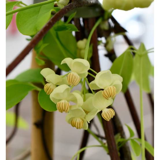 Akebie quinata Shirobana, Akebia à fleurs Blanche - feuillage Semi-Persistant - Pot de 3L - Echelle bambou 60/120 cm- hauteur à maturité De 5,00 m à - Image 4