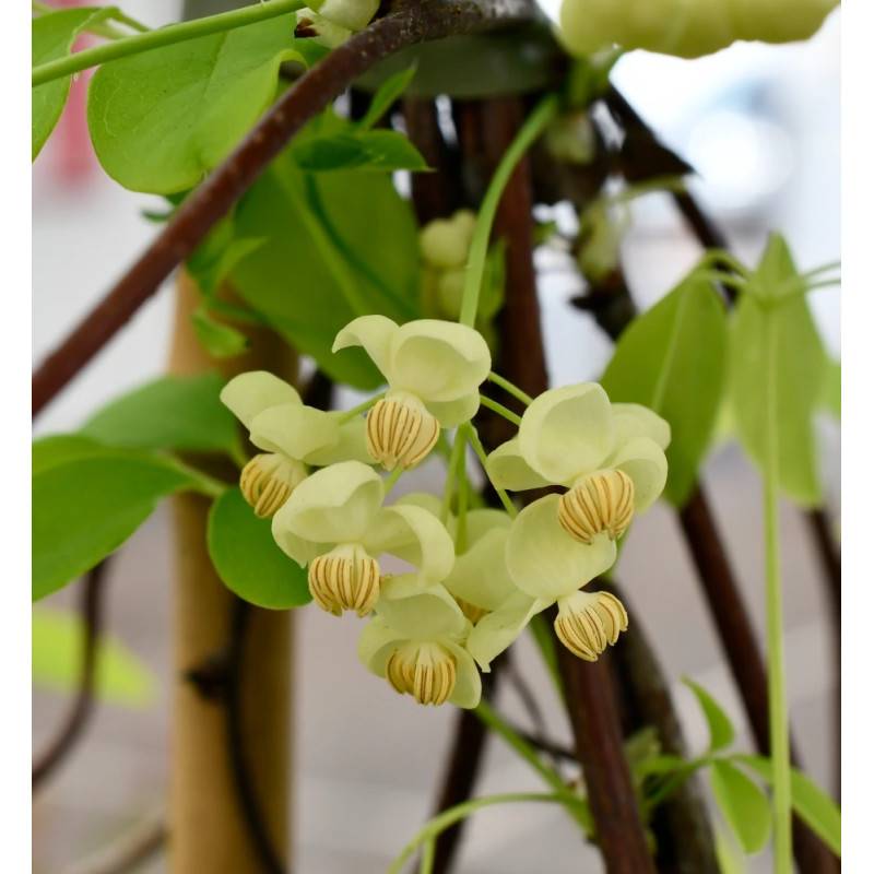 Akebie quinata Shirobana, Akebia à fleurs Blanche - feuillage Semi-Persistant - Pot de 3L - Echelle bambou 60/120 cm-  hauteur à maturité De 5,00 m à - Image 4