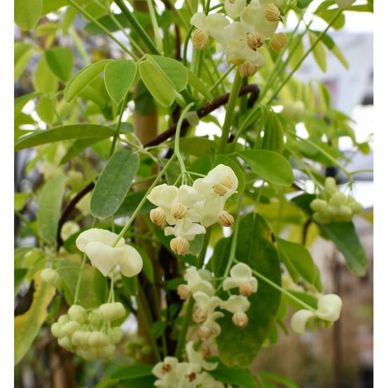Akebie quinata Shirobana, Akebia à fleurs Blanche - feuillage Semi-Persistant - Pot de 3L - Echelle bambou 60/120 cm- hauteur à maturité De 5,00 m à - Image 3