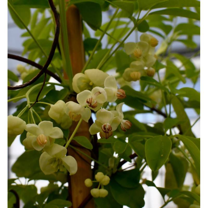 Akebie quinata Shirobana, Akebia à fleurs Blanche - feuillage Semi-Persistant - Pot de 3L - Echelle bambou 60/120 cm-  hauteur à maturité De 5,00 m à - Image 7