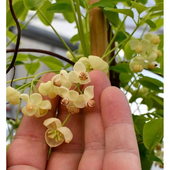 Akebie quinata Shirobana, Akebia à fleurs Blanche - feuillage Semi-Persistant - Pot de 3L - Echelle bambou 60/120 cm- hauteur à maturité De 5,00 m à - Image 6