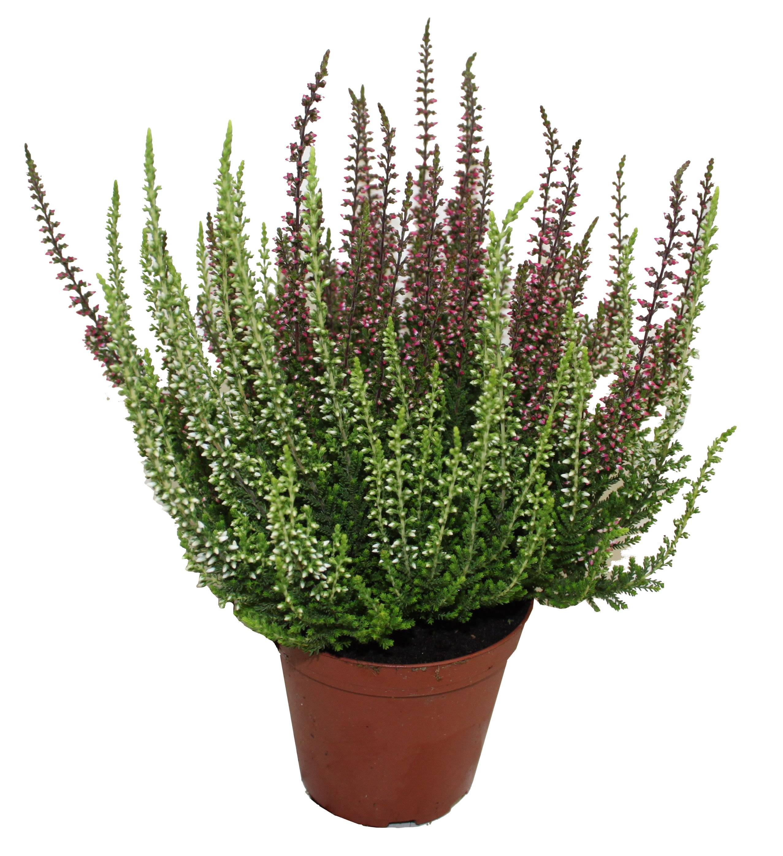 Bruyere calluna Bicolore garden girls p10cm - Image 1