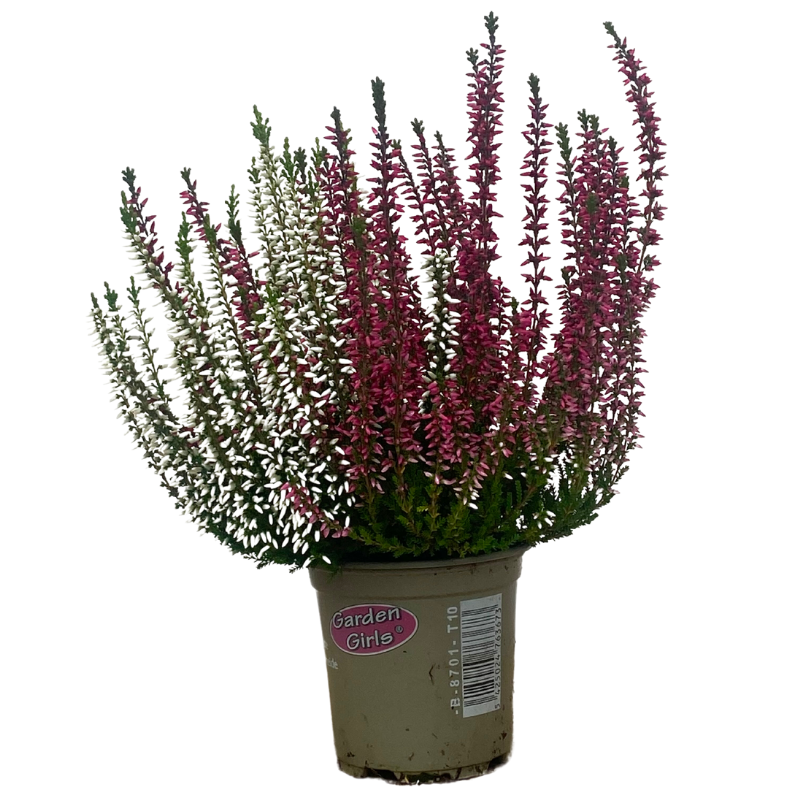 Bruyere calluna Bicolore garden girls p10cm - Image 2