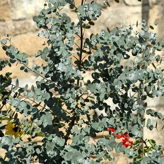 Eucalyptus gunnii - Gommier cidre Pot de 2L/3L - Image 1