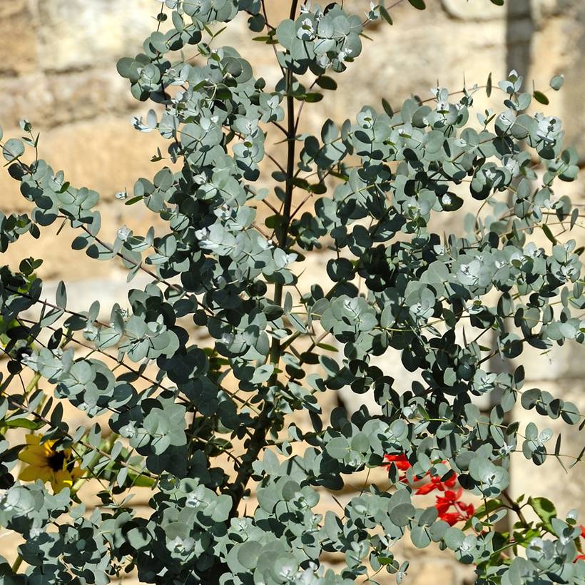 Eucalyptus gunnii - Gommier cidre Pot de 2L/3L - Image 1