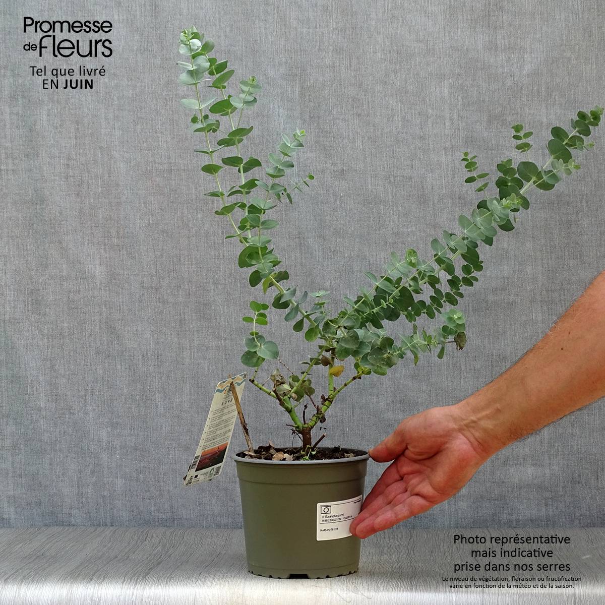 Eucalyptus gunnii - Gommier cidre Pot de 2L/3L - Image 2