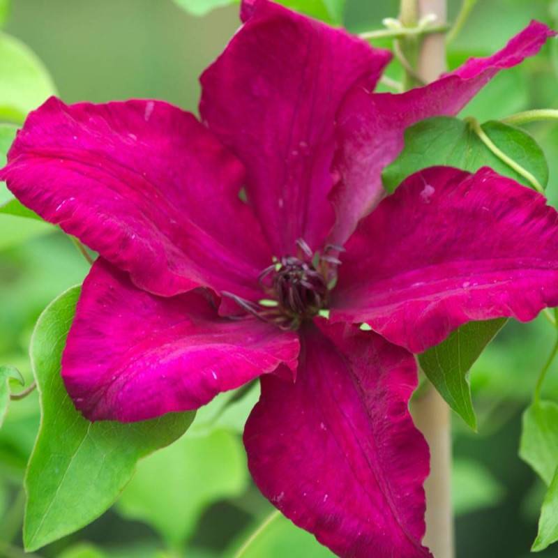 Clématite Solidarité à fleurs Rouge - feuillage Caduc - Godet - 5/20 cm-  hauteur à maturité De 2,50 m à 3,00 m - Image 1