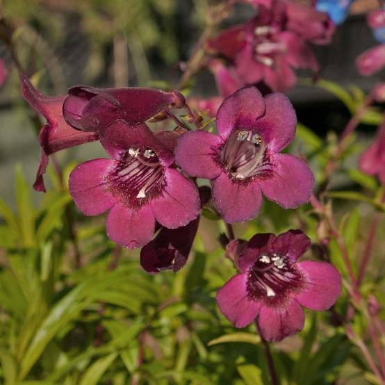 Penstemon hybride Blackbird - Galane Pot de 2L/3L