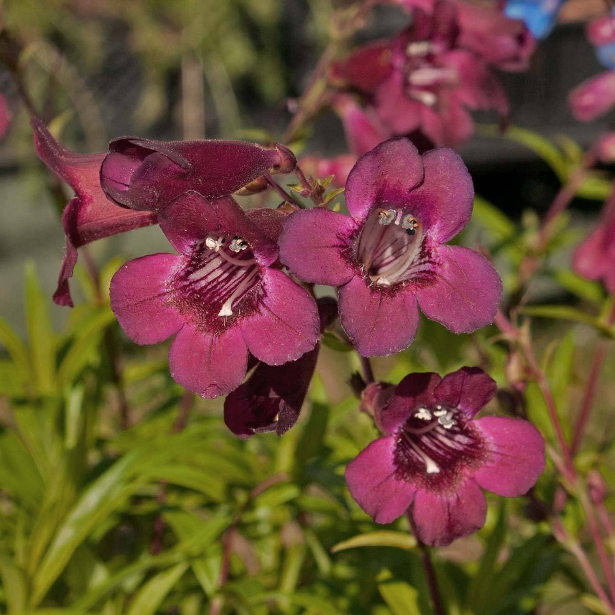 Penstemon hybride Blackbird - Galane Pot de 2L/3L