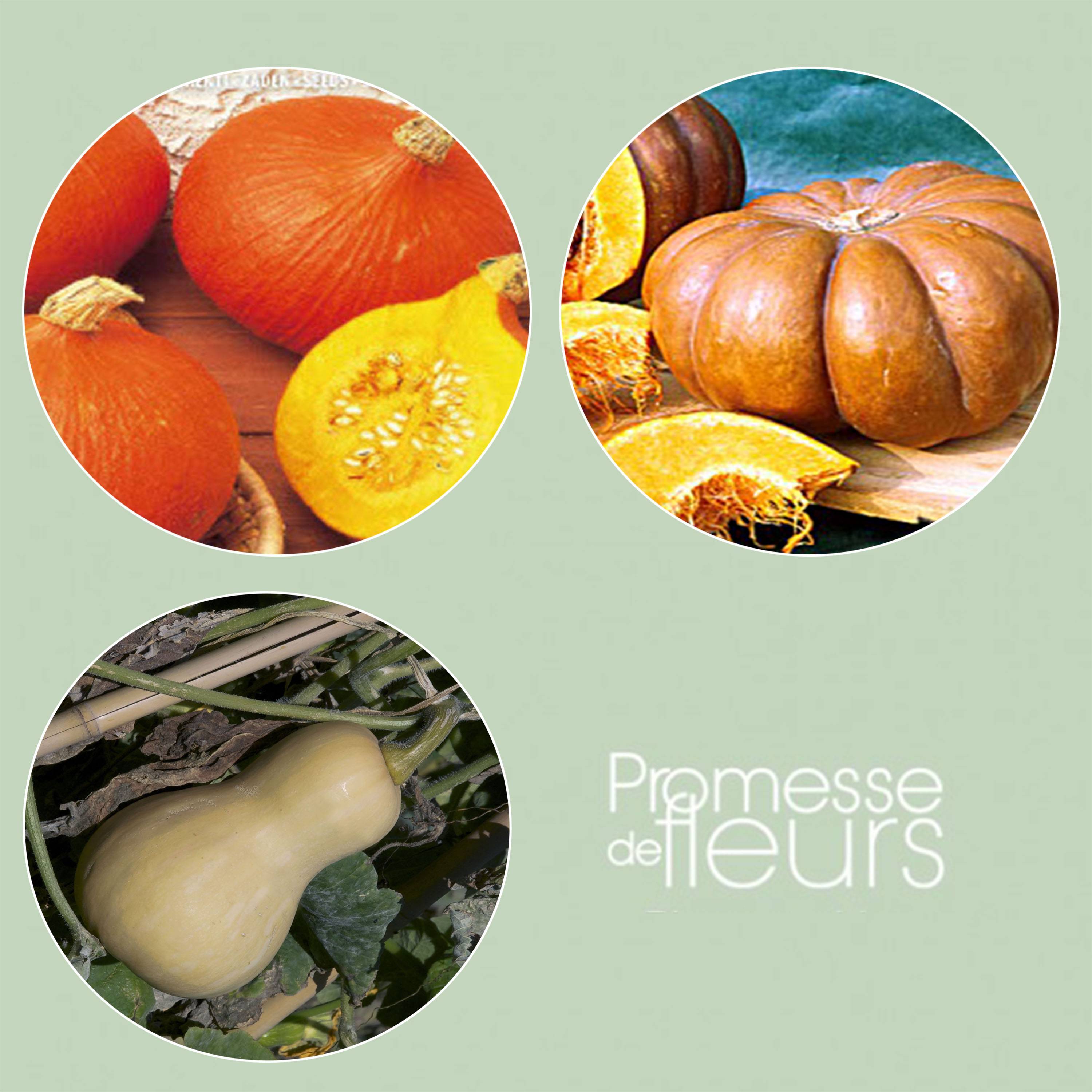 Promesse de Fleurs - Collection de 3 courges à longue conservation - Collection de 3 plantes