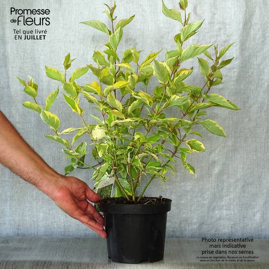 Promesse de Fleurs - Cornus alba Gouchaultii - Cornouiller blanc Pot de 3L/4L - Image 2