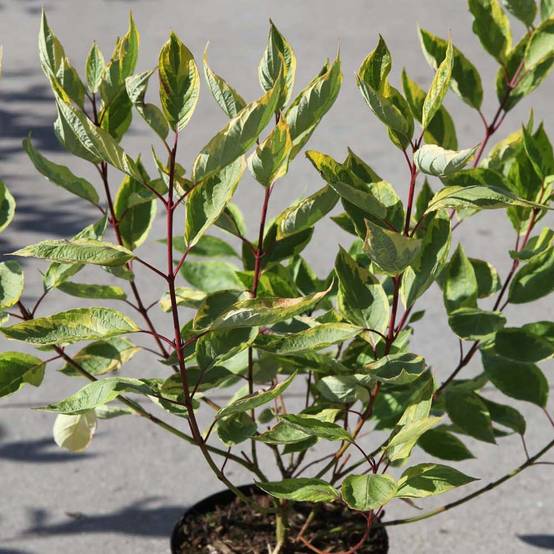 Promesse de Fleurs - Cornus alba Gouchaultii - Cornouiller blanc Pot de 3L/4L - Image 1