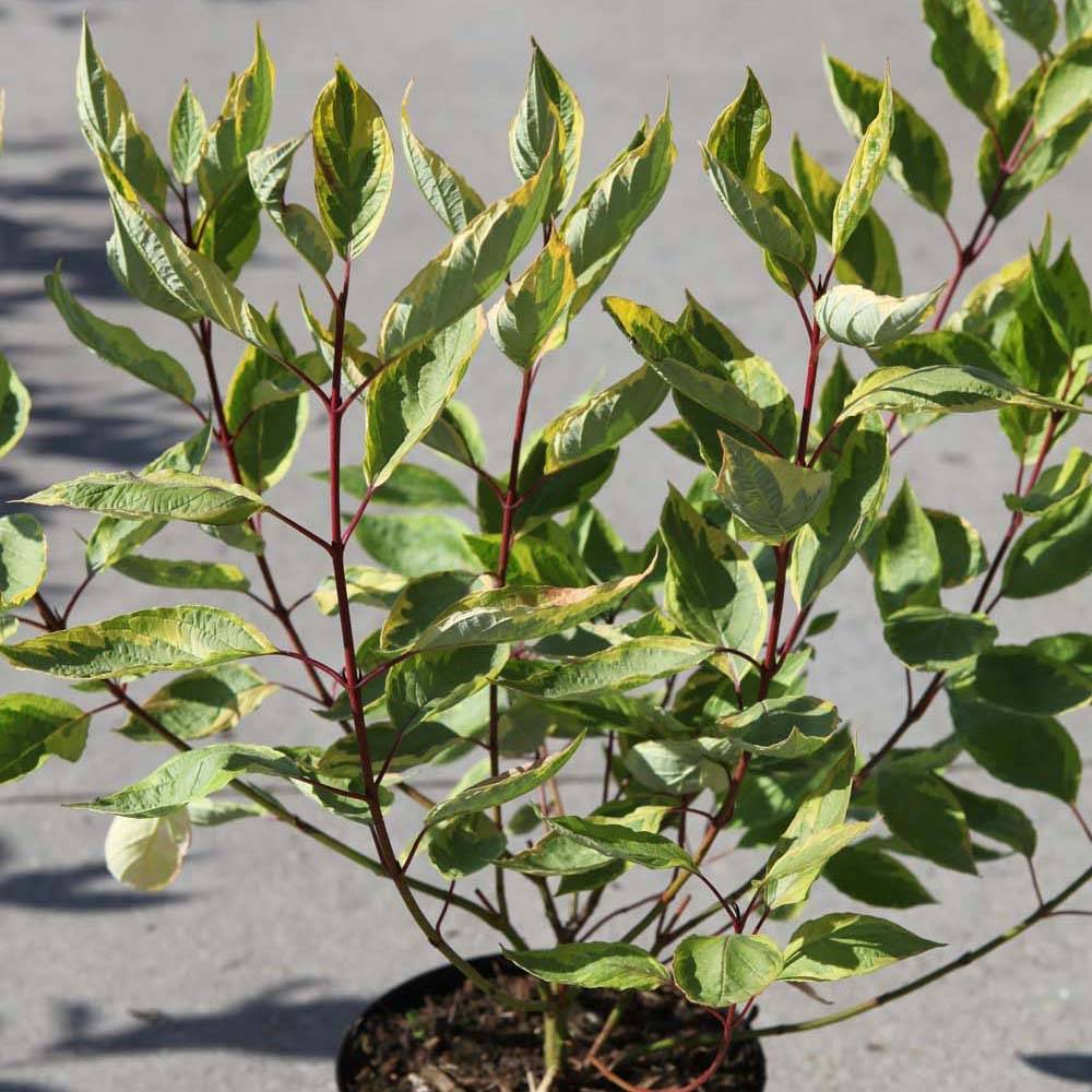 Promesse de Fleurs - Cornus alba Gouchaultii - Cornouiller blanc Pot de 3L/4L - Image 1