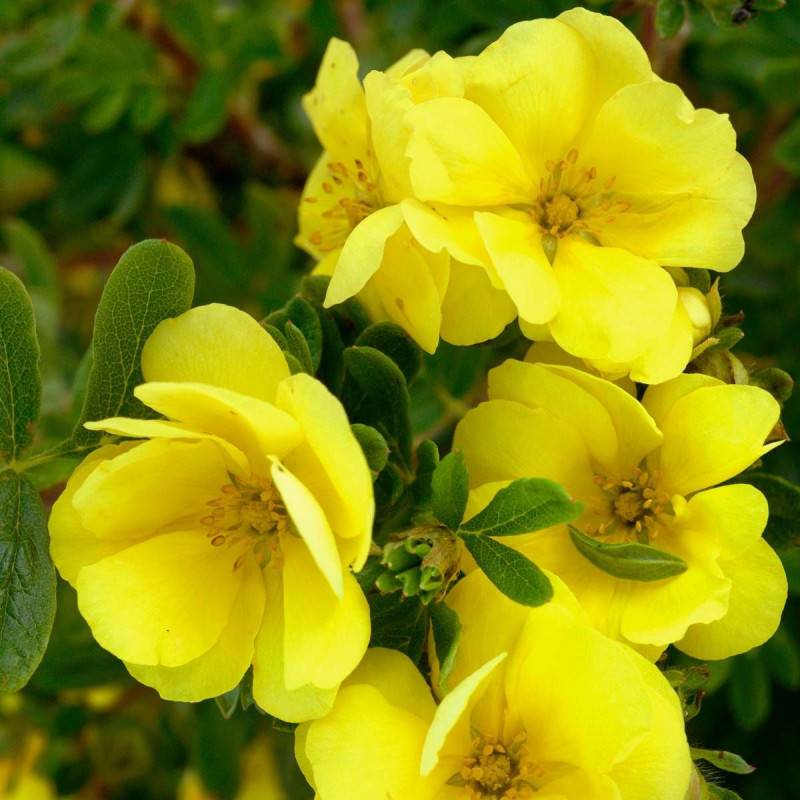Potentille arbustive Double Punch® Gold 'MINJAU03', Potentilla à fleurs Jaune/ - feuillage Caduc - Pot de 1,5L - Tuteur bambou 30/60 cm - Image 2