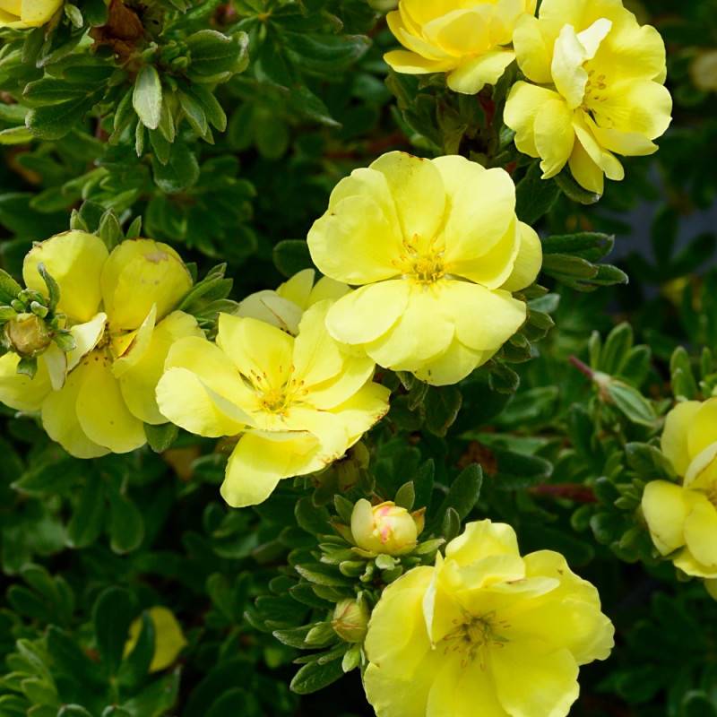 Potentille arbustive Double Punch® Gold 'MINJAU03', Potentilla à fleurs Jaune/ - feuillage Caduc - Pot de 1,5L - Tuteur bambou 30/60 cm - Image 7