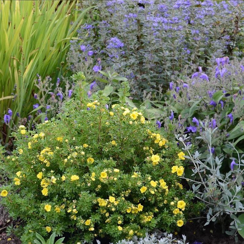 Potentille arbustive Double Punch® Gold 'MINJAU03', Potentilla à fleurs Jaune/ - feuillage Caduc - Pot de 1,5L - Tuteur bambou 30/60 cm - Image 6