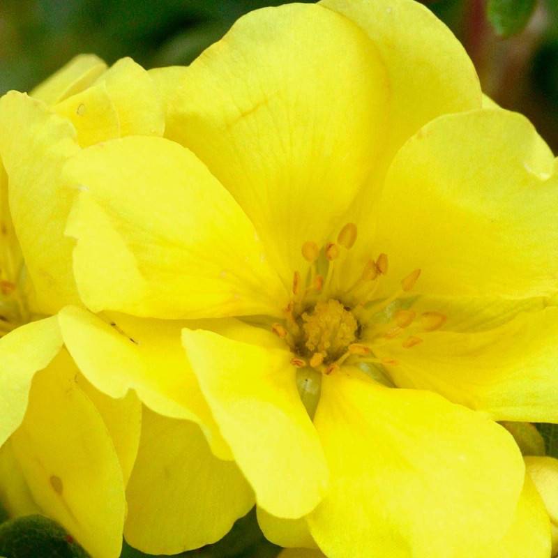 Potentille arbustive Double Punch® Gold 'MINJAU03', Potentilla à fleurs Jaune/ - feuillage Caduc - Pot de 1,5L - Tuteur bambou 30/60 cm - Image 5