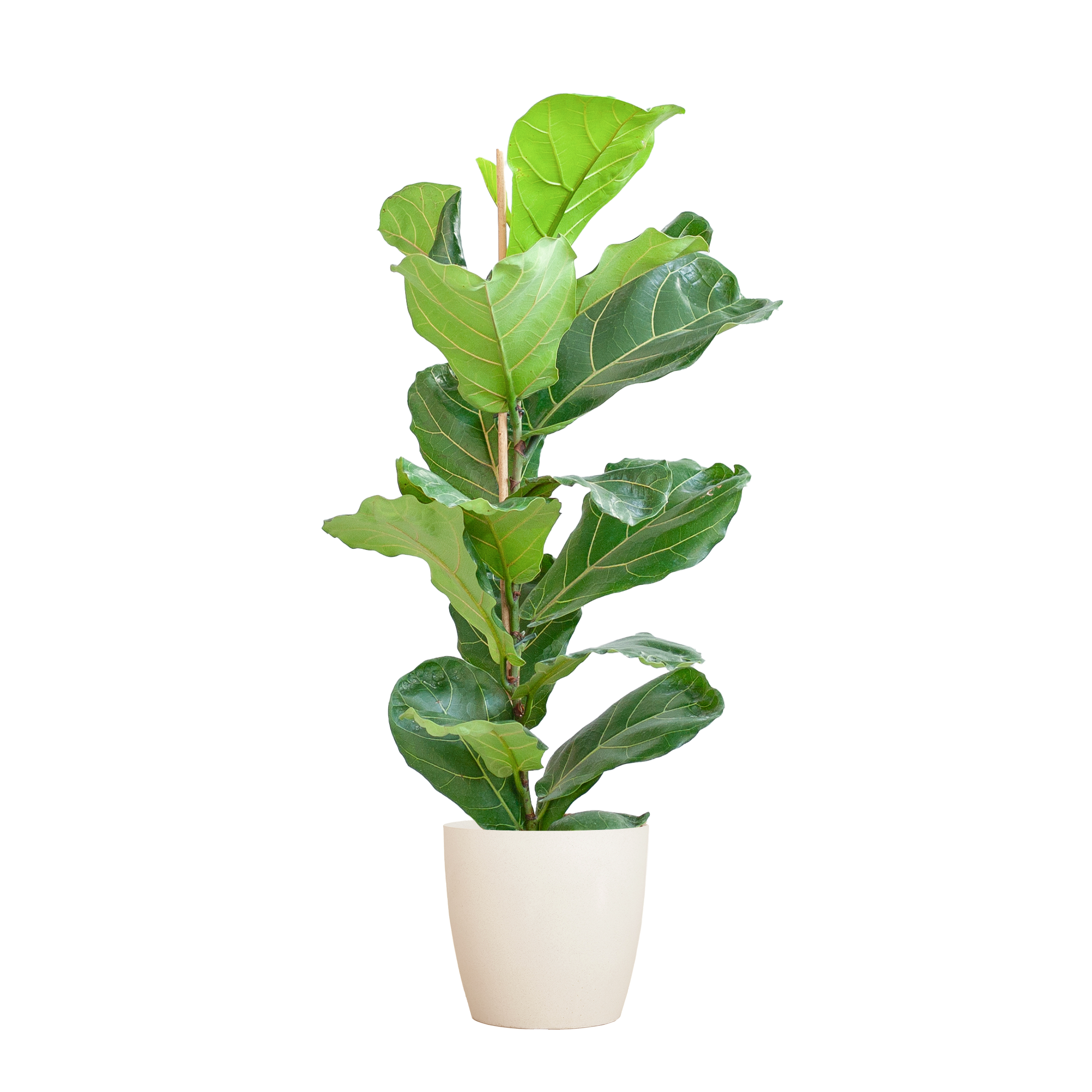 Ficus Lyrata - Pot de 21cm - Hauteur 75 - 85cm - Blanc - Plantes d'intérieur - Image 1