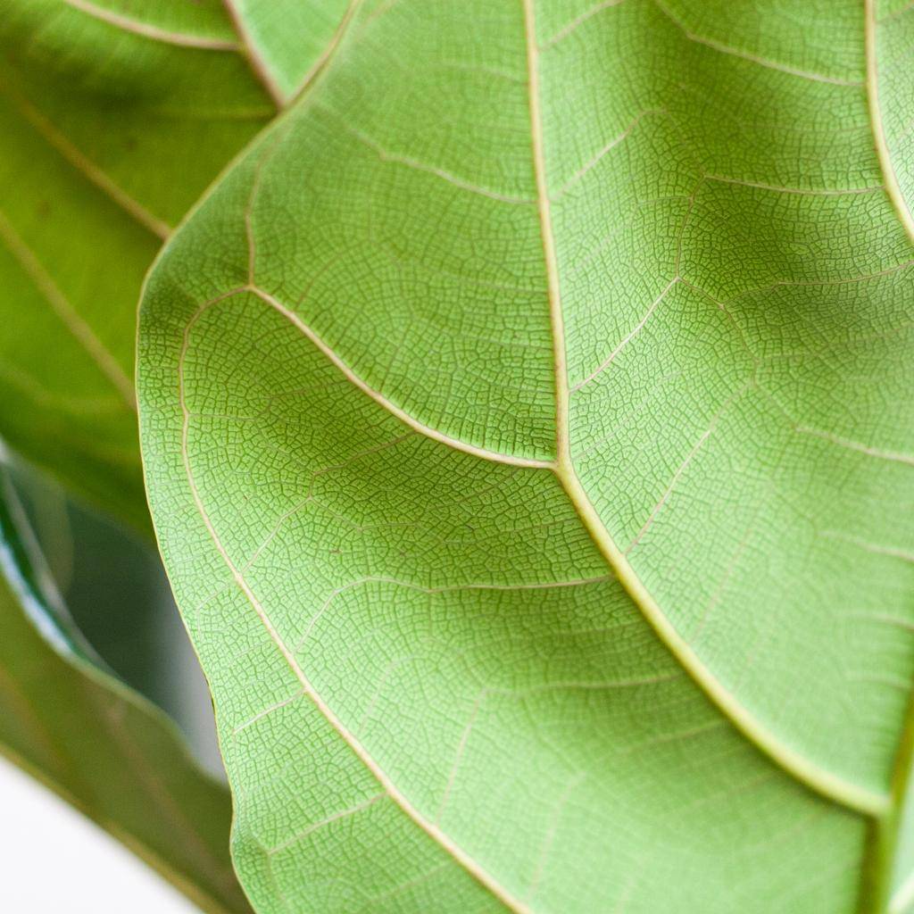 Ficus Lyrata - Pot de 21cm - Hauteur 75 - 85cm - Blanc - Plantes d'intérieur - Image 4