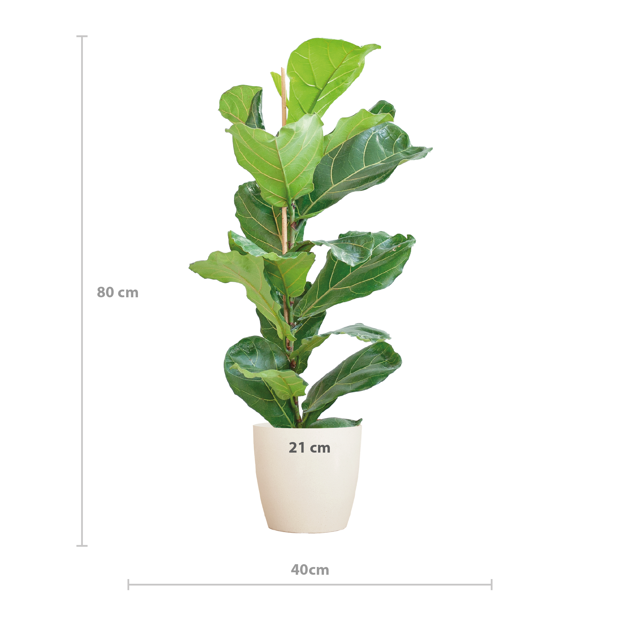 Ficus Lyrata - Pot de 21cm - Hauteur 75 - 85cm - Blanc - Plantes d'intérieur - Image 2
