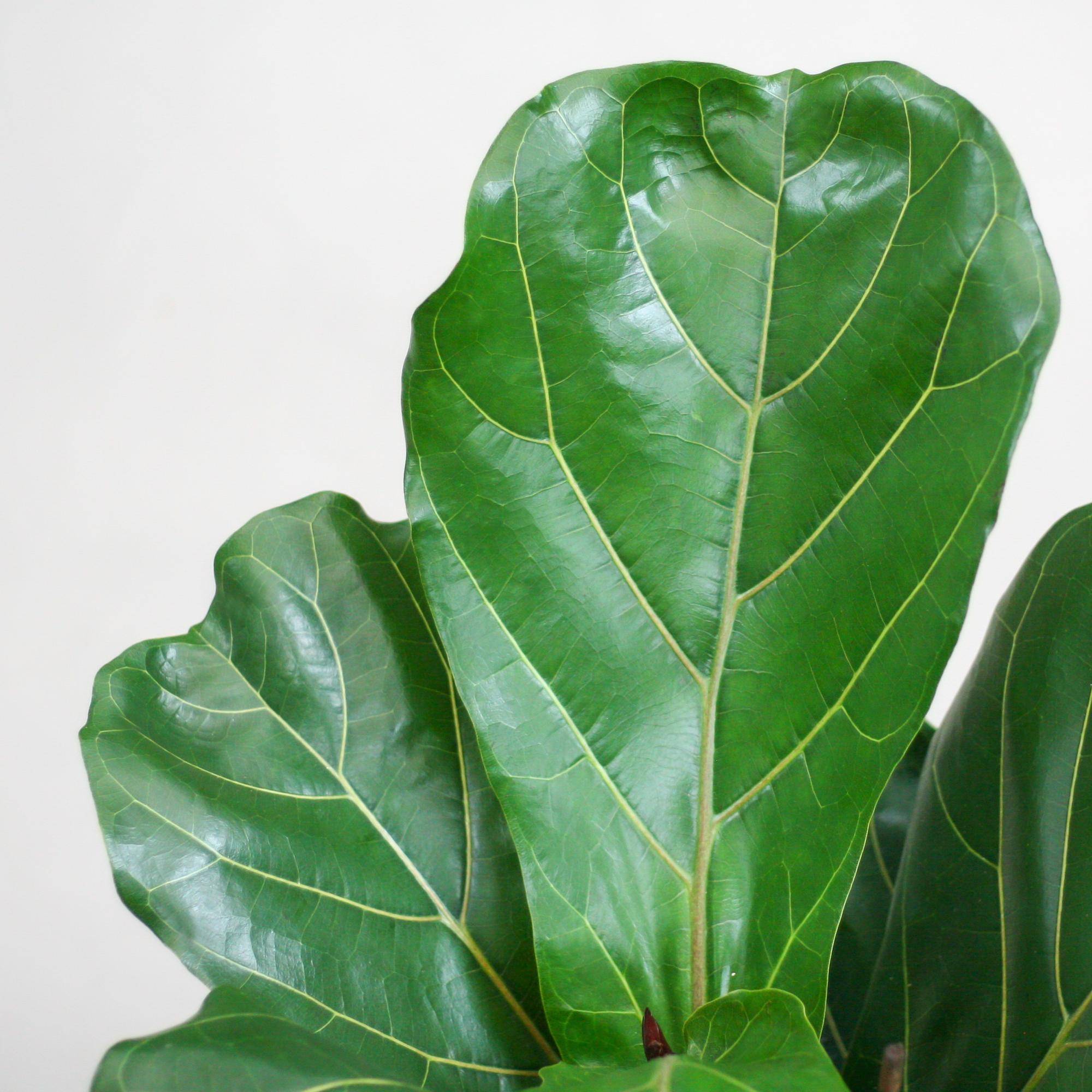 Ficus Lyrata - Pot de 21cm - Hauteur 75 - 85cm - Blanc - Plantes d'intérieur - Image 5