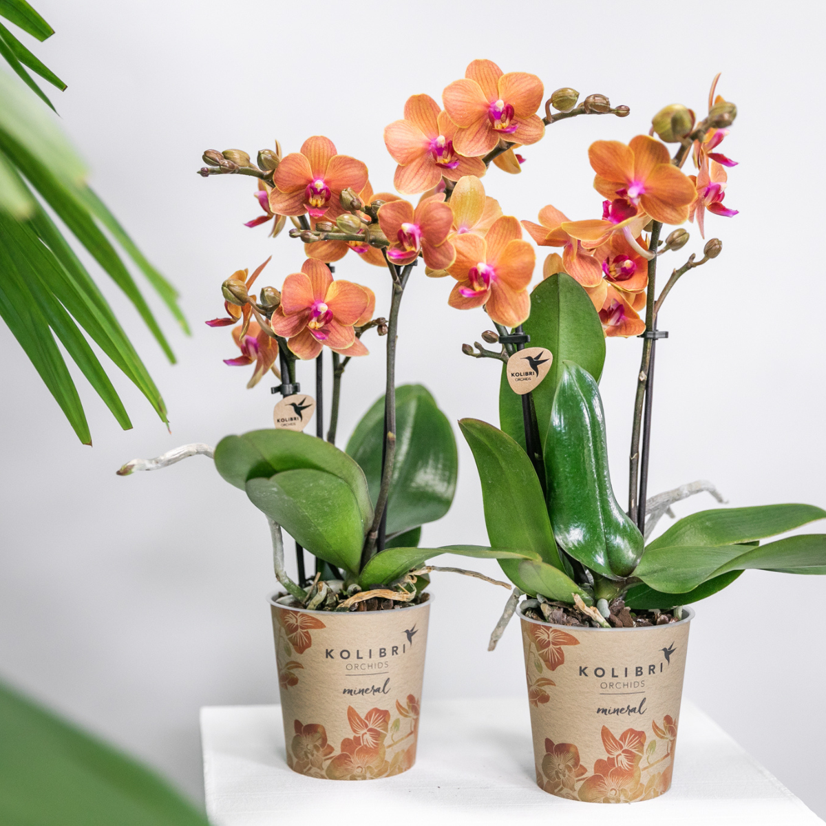 Orchidée Phalaenopsis 'Bolzano' orange - Duo de 2 orchidées - Pot de 9cm - Plantes d'intérieur - Image 2