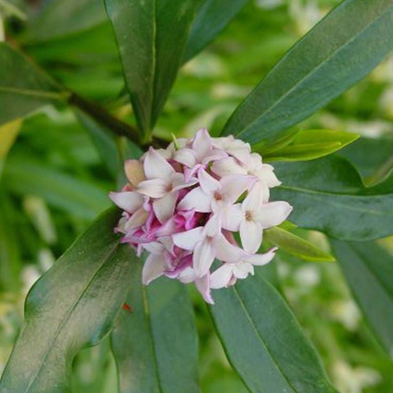 Daphne parfumé, Daphné à fleurs Rose - feuillage Persistant - Godet - 5/20 cm-  hauteur à maturité De 1,00 m à 1,50 m - Image 1