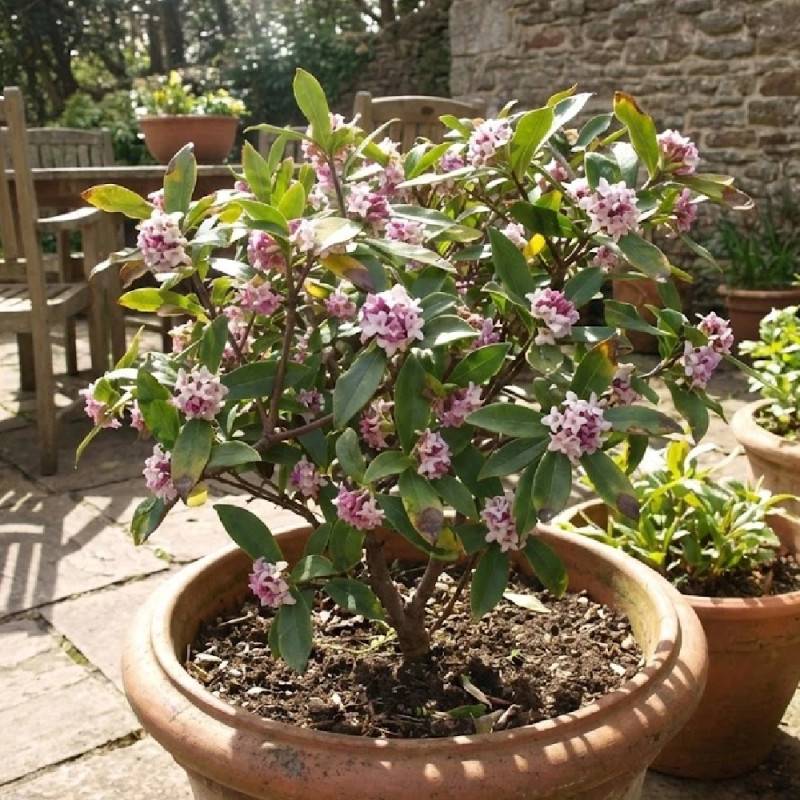 Daphne parfumé, Daphné à fleurs Rose - feuillage Persistant - Godet - 5/20 cm-  hauteur à maturité De 1,00 m à 1,50 m - Image 2
