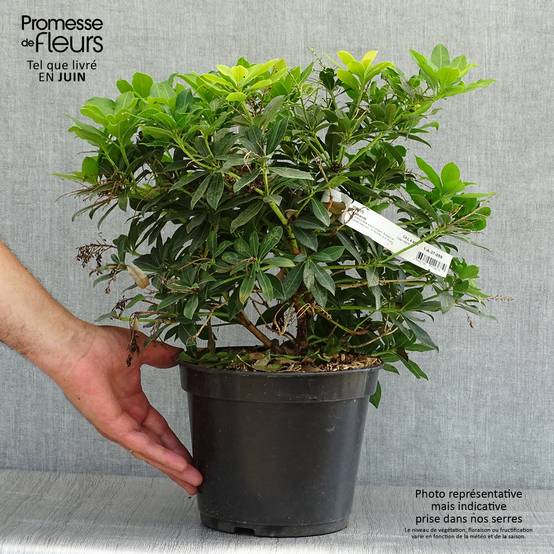 Promesse de Fleurs - Andromède du Japon - Pieris japonica Sarabande Pot de 3L/4L - Image 2